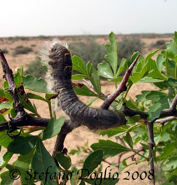 larva di falena da determinare (Marocco)